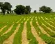 Africorp in Action