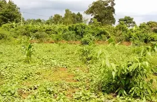 Divine Bamboo in Action